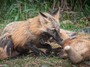 Kisses for Mom - Fox Kits