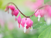 Asian Bleeding Heart 