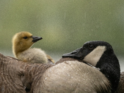 Rainy Goslings