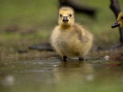 Rainy Goslings