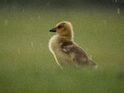 Rainy Goslings