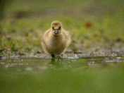 Rainy Goslings