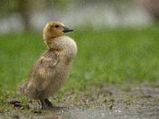 Rainy Goslings