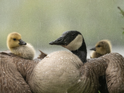 Rainy Goslings
