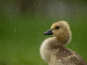 Rainy Goslings