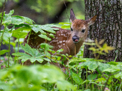 White Tailed Deer Fawn 
