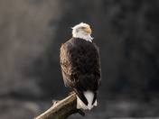 Bald Eagle 