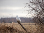 snowy owl 
