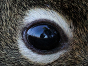 Animal's eye has the power to speak great language