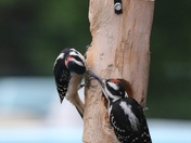 Romantic woodpeckers