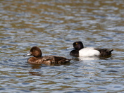 The Scaups