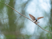 Tree Swallows in love 