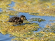 Wood Duck Chick