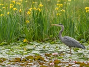 Great Blue Heron