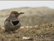 Northern Flicker (red shaft)