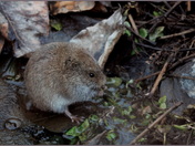 Meadow Vole