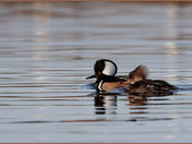 Hooded Mergansers