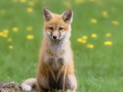 Tiny fox, dandelion dreams 🦊 🌼