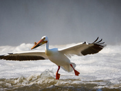 Swooping the Mist and Turbulence