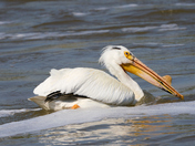 American White Pelican