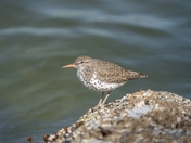 Spotted sandpiper