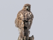 Red-tailed Hawk 