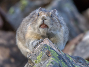 I am Pika hear me 'squeak'!