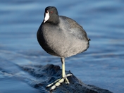 American Coot