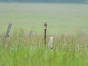 Eastern Meadowlark 