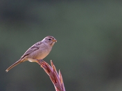 White-crowned Sparrow