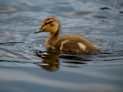 "Healing your Inner Child"