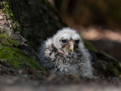 Barred Owl Owlet 