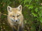 Coming out of the Bushes 