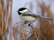 Perched Black Capped Chickadee