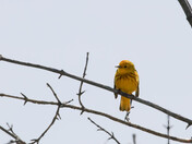 Yellow Warbler