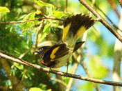 Warbler with attitude