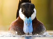 The Ruddy Duck