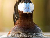 The Ruddy Duck