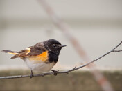 American Redstart