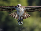 Successful Dive for the Osprey.  