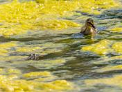 Duckling and the Toad
