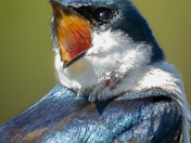Singing Tree Sparrow