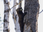 Fisher climbs up a tree…
