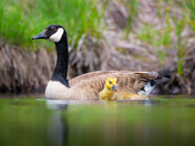 Mama and baby goose