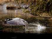 Canada Goose Taking Off at Sunset