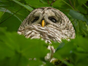 Barred Owl Perched in Lush Foliage