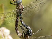 Mosaic Darner Dragonflies Locked in "Mating Wheel" Position
