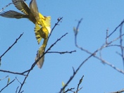 A pair of acrobatic warblers