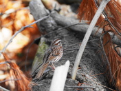 Song sparrow