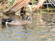 Bluewing Teal